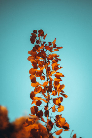 A vertical shot of the leaves on the branch on the background of the skyの写真素材