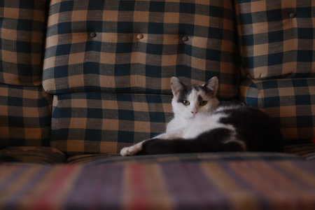 An adorable white-black cat lying on the couchの写真素材