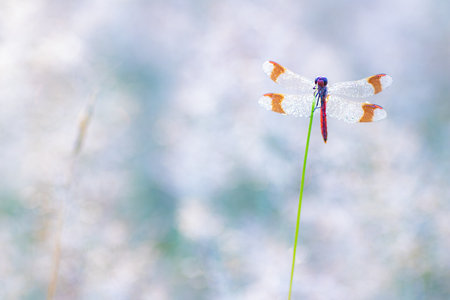 A selective focus shot of a skimmer dragonfly on a plantの写真素材