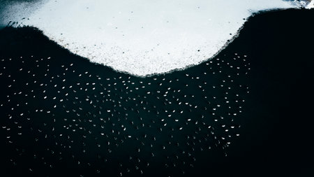 An aerial shot of a flock of ducks on a lake surrounded by a frozen shore in winterの写真素材