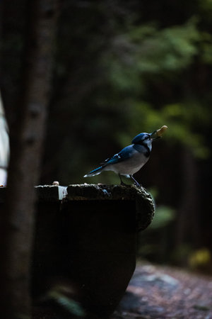 A vertical shot of  the beautiful Blue Jay with peanut in the beak against a blurred background