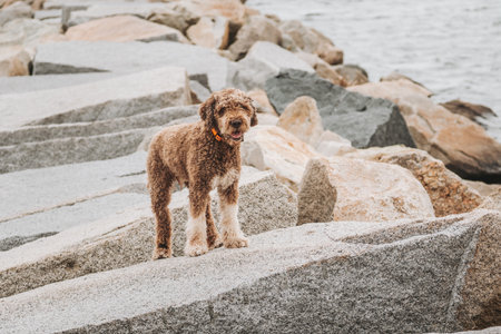 The Lagotto Romagnolo standing on the stone