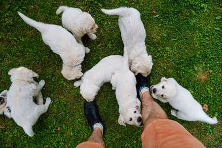 A top view of golden retriever puppies playing around legs of their owner on the garden groundの写真素材