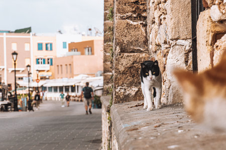 The cats in the streets of Chania, Creteの写真素材