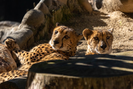 A couple of lazy cheetahs in Sacramento Zooの写真素材