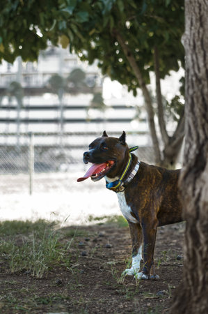 A vertical shot of an American Staffordshire Terrier in a park