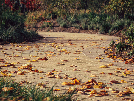 A beautiful walkway with autumn leavesの写真素材