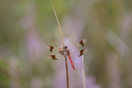 A selective focus shot of a skimmer dragonfly on a plant