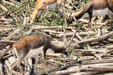 A closeup of a group of Blackbuck Antelopeの写真素材
