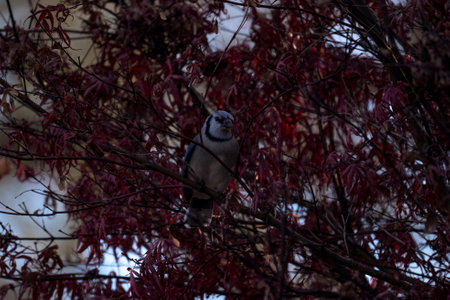 A shallow focus shot of a blue jay perched on a tree with red foliageの写真素材