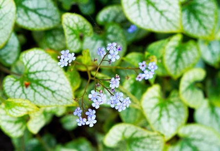 A shallow focus shot of forget-me-not Caucasus (Brunnera macrophylla) flowersの写真素材