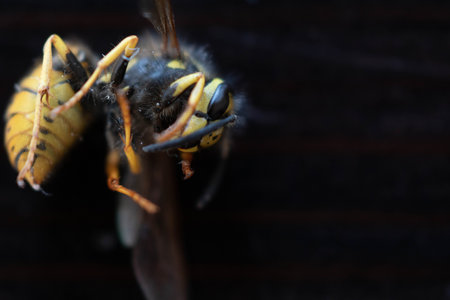 A closeup shot of the bee on the black backgroundの写真素材