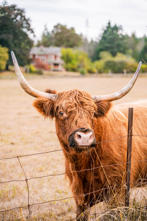A vertical shot of a brown bull in the farm