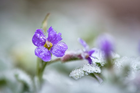 A closeup shot of a Purple rock cress flower on a blurred background