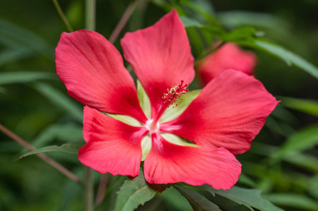 A closeup shot of beautiful Scarlet Swamp Hibiscus flower growing in the garden on a green backgroundの写真素材