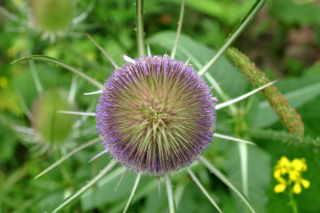 A closeup of a Dipsacus fullonum in a parkの写真素材