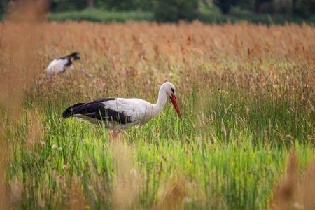 Two white storks in a field of grass