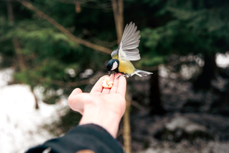 A close-up shot of a coal tit sitting on a person's hand