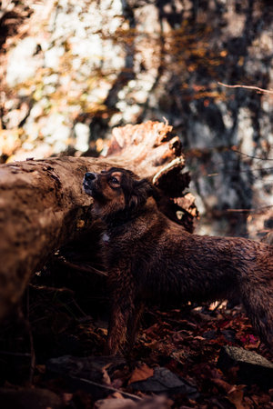 A vertical closeup of the brown dog in the forest.
