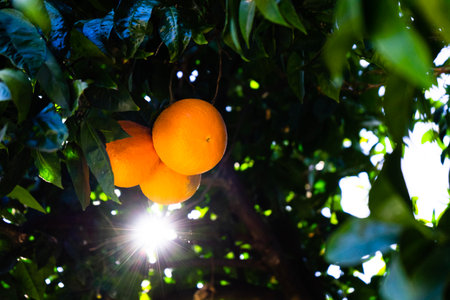 A closeup shot of the ripe oranges growing on the tree in the garden under the sunlightの写真素材