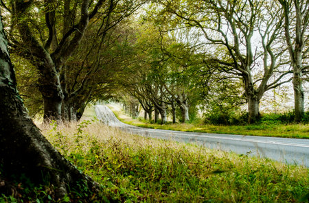 A serene landscape of a road through Badbury Rings in autumn, England