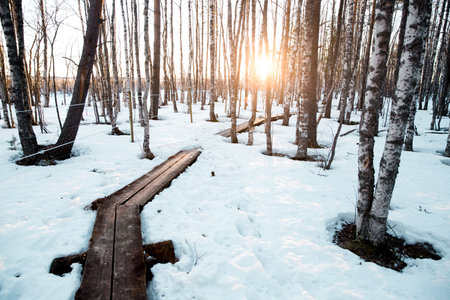 A beautiful shot of a forest covered in snow during the sunsetの写真素材