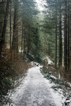 A vertical shot of snowy dirt road