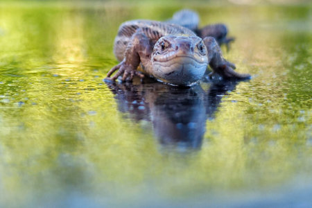 A closeup shot of a frog swimming in the water on a sunny day