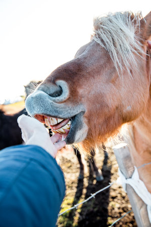 A closeup shot of an Icelandic horseの写真素材