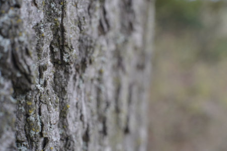 A closeup shot of a tree trunk