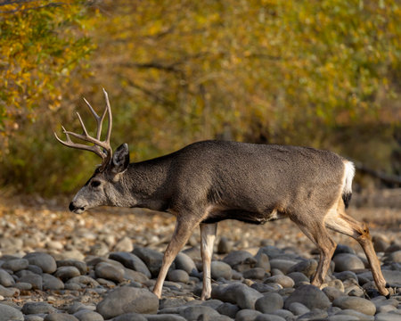 A closeup shot of a cute deer in its natural habitat