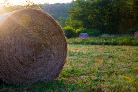 A vertical shot of harvested wheat in a field during the dayの写真素材