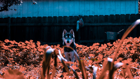 The Husky dog in the garden surrounded by bright flowers.