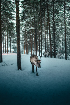A vertical shot of a reindeer in the wintery forest covered in snowの写真素材