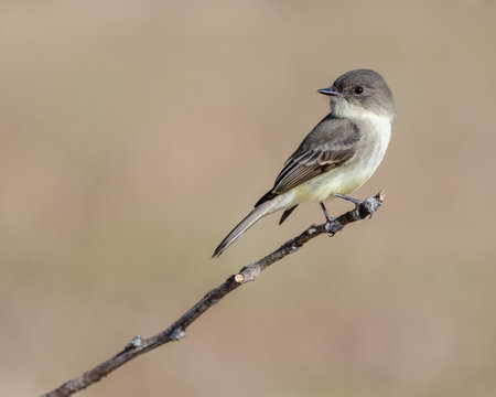 A closeup of an Eastern Phoebe standing on a branch looking behind in a blurry backgroundの写真素材