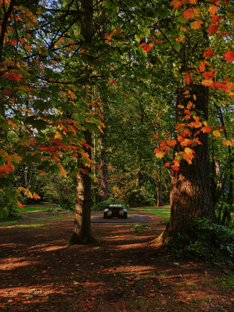 A vertical shot of a pathway surrounded by beautiful autumn trees in Central Park, Burnaby, Canada