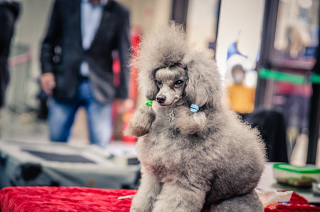 A closeup shot of a cute, fluffy dog indoors on a blurred backgroundの写真素材