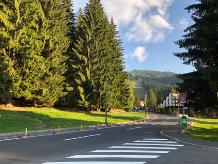 A road surrounded by green trees in Poiana Brasov, Romania