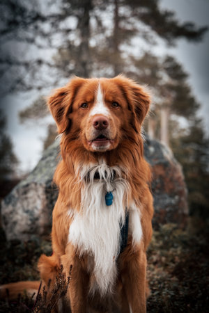 A selective of a Nova Scotia Duck Tolling Retriever in a parkの写真素材