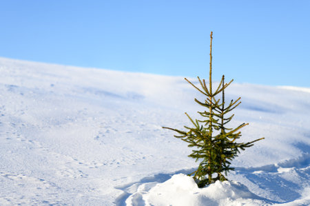 A young spruce tree photographed during winter in Slovenia