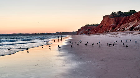 The seagulls at the beach with red cliffs