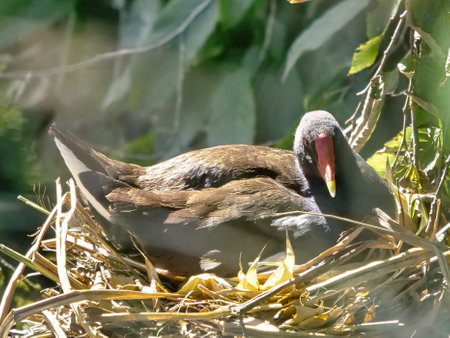 A beautiful shot of a bird in a forest during the dayの写真素材