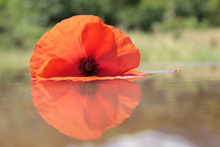 A poppy floating with reflection on the water, natural backgroundの写真素材