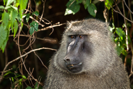 The gray baboon in the forest with green leaves in the background on a sunny day