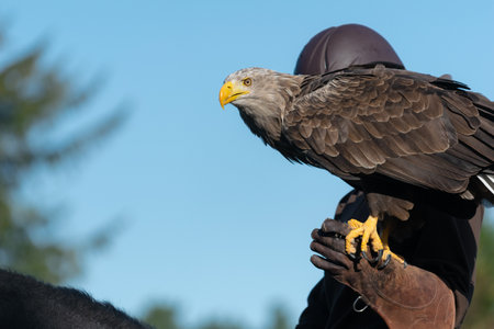 An eagle perching on a handler's hand at a bird show in Denmarkの写真素材