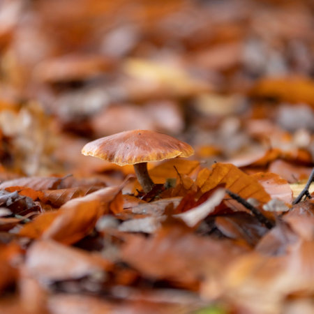 A closeup shot of some mushrooms in a forest during the dayの写真素材