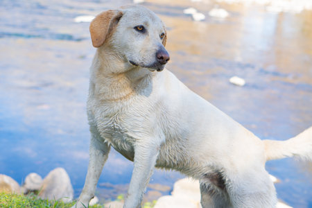 A closeup shot of a dog near a lake during the dayの写真素材