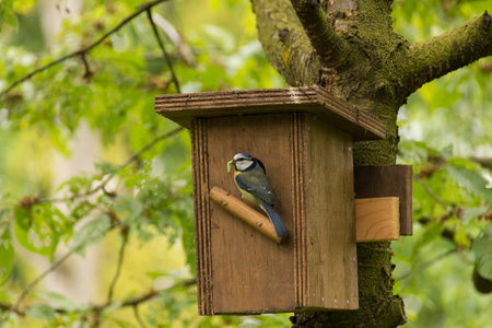 A view of the eastern bluebird in the birdhouse