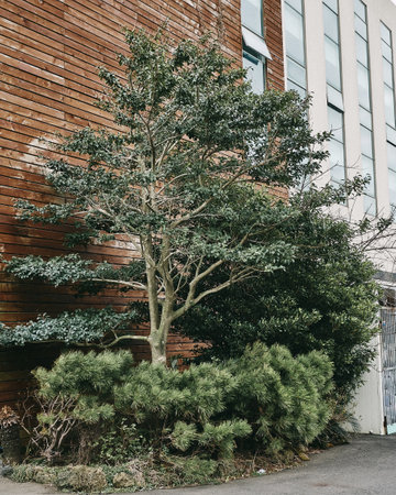 A vertical shot of green bushes and a tall green tree near a brick wall
