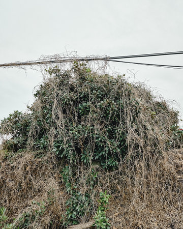 A vertical shot of dry plants on a fieldの写真素材